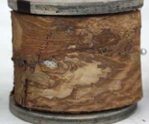 Natural Wrap Bark