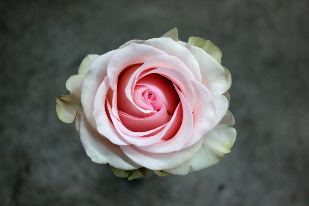 Novia- Aerial View- Photo Credit Allison Linder