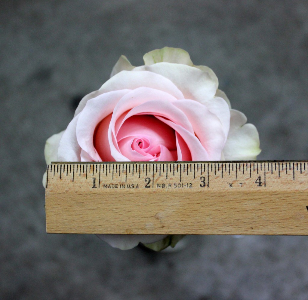 Novia- Measured - Photo Credit Allison Linder