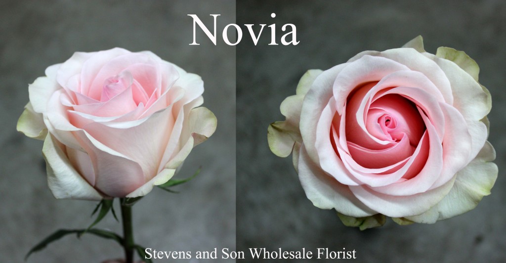 Novia - Photo Credit Allison Linder