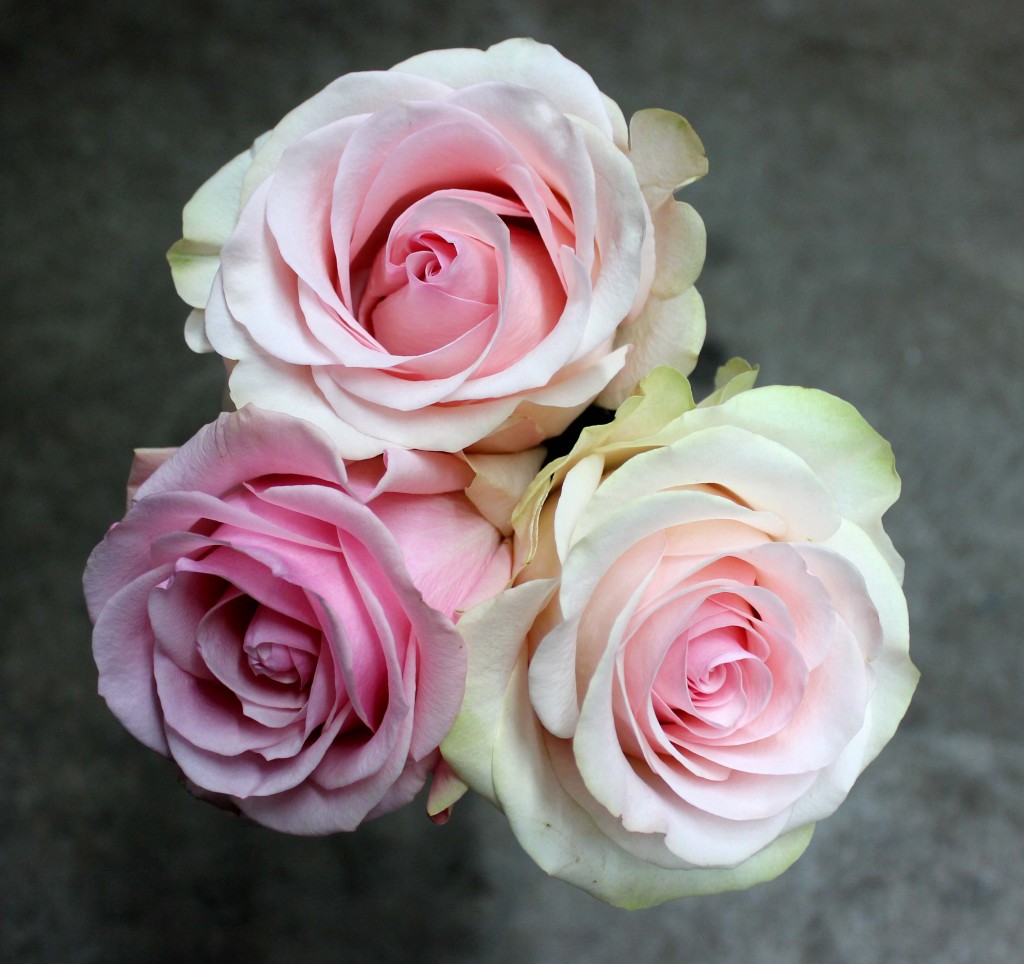 Novia | Stevens and Son Wholesale Florist