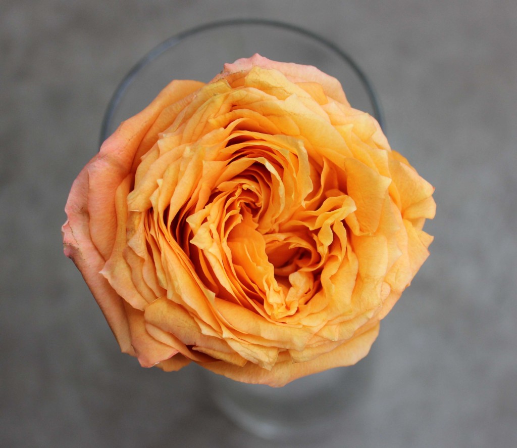 Orange Romantica - Aerial View- Photo Credit Allison Linder