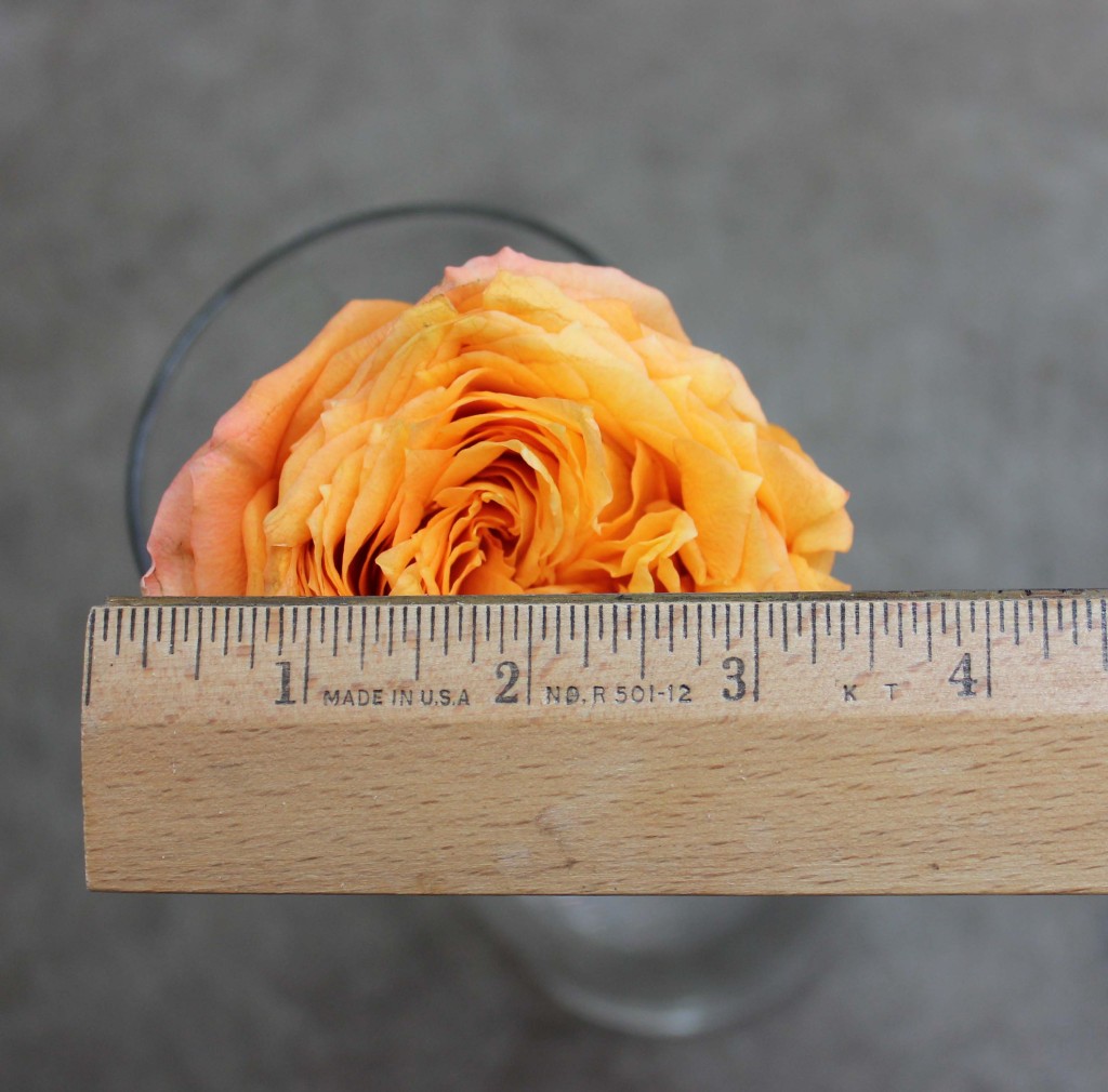 Orange Romantica - Measured- Photo Credit Allison Linder