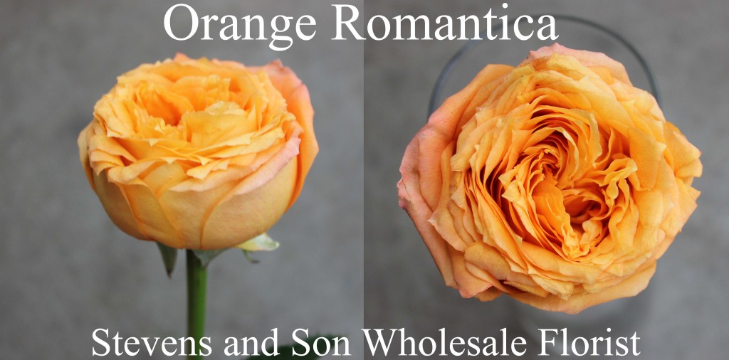 Orange Romantica - Photo Credit Allison Linder