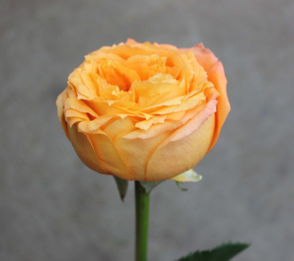 Orange Romantica - Side View- Photo Credit Allison Linder