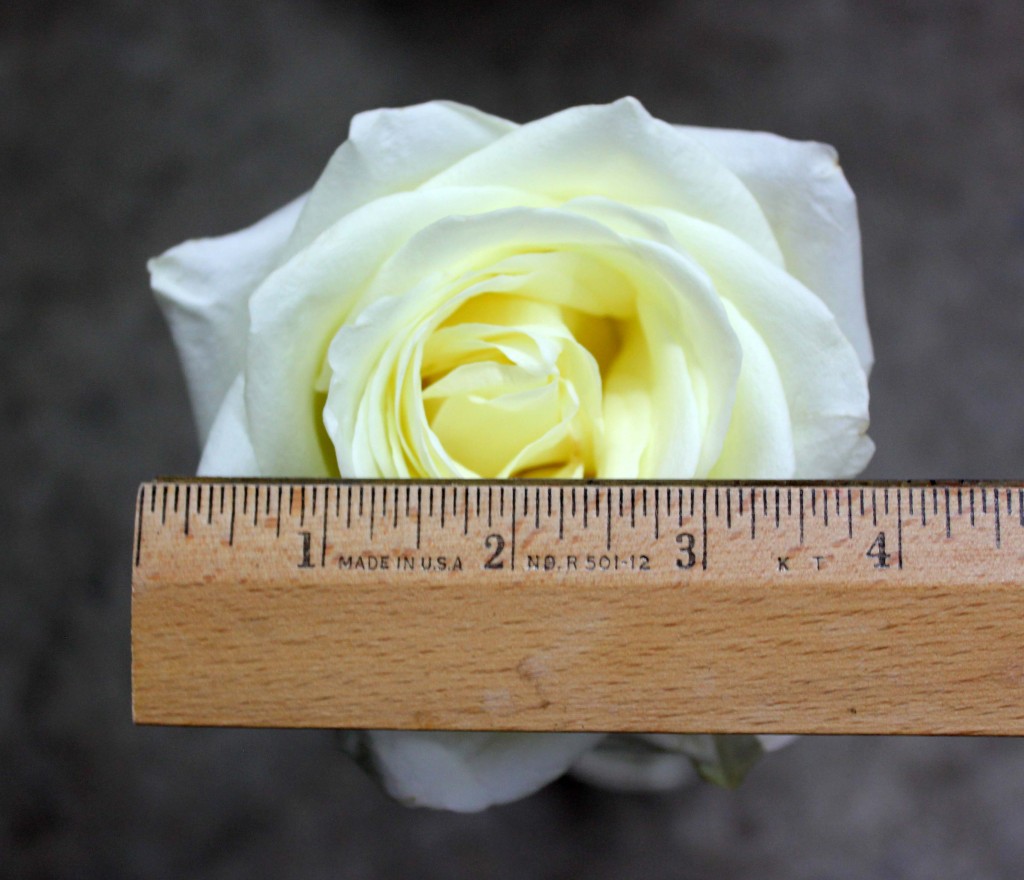Polar Star - Measured - Photo Credit Allison Linder