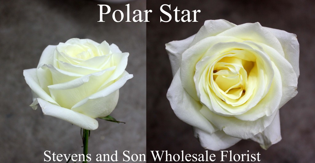 Polar Star - Photo Credit Allison Linder copy