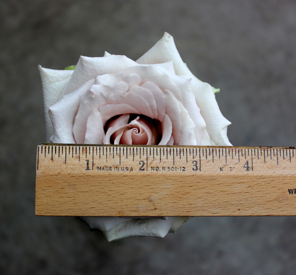 Quicksand - Measured- Photo Credit Allison Linder