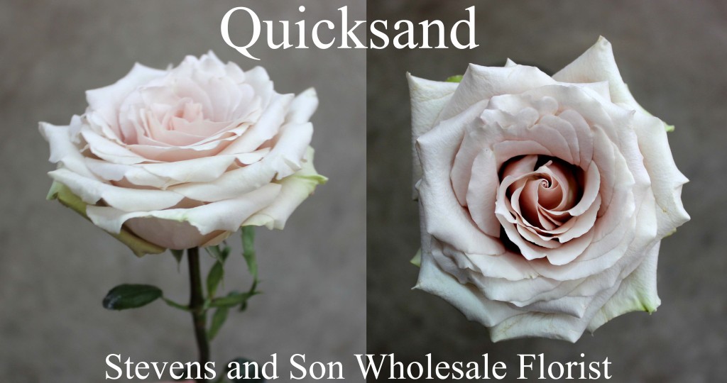 Quicksand - Photo Credit Allison Linder