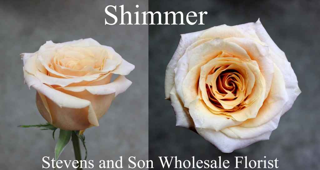 Shimmer - Photo Credit Allison Linder copy