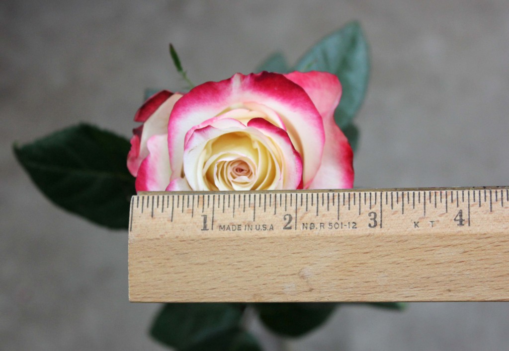 Sweetness - Measured - Photo Credit Allison Linder
