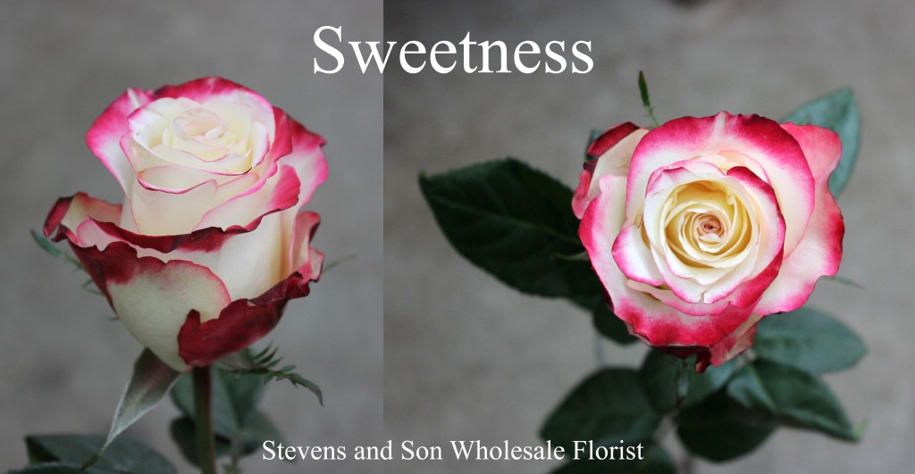 Sweetness - Photo Credit Allison Linder