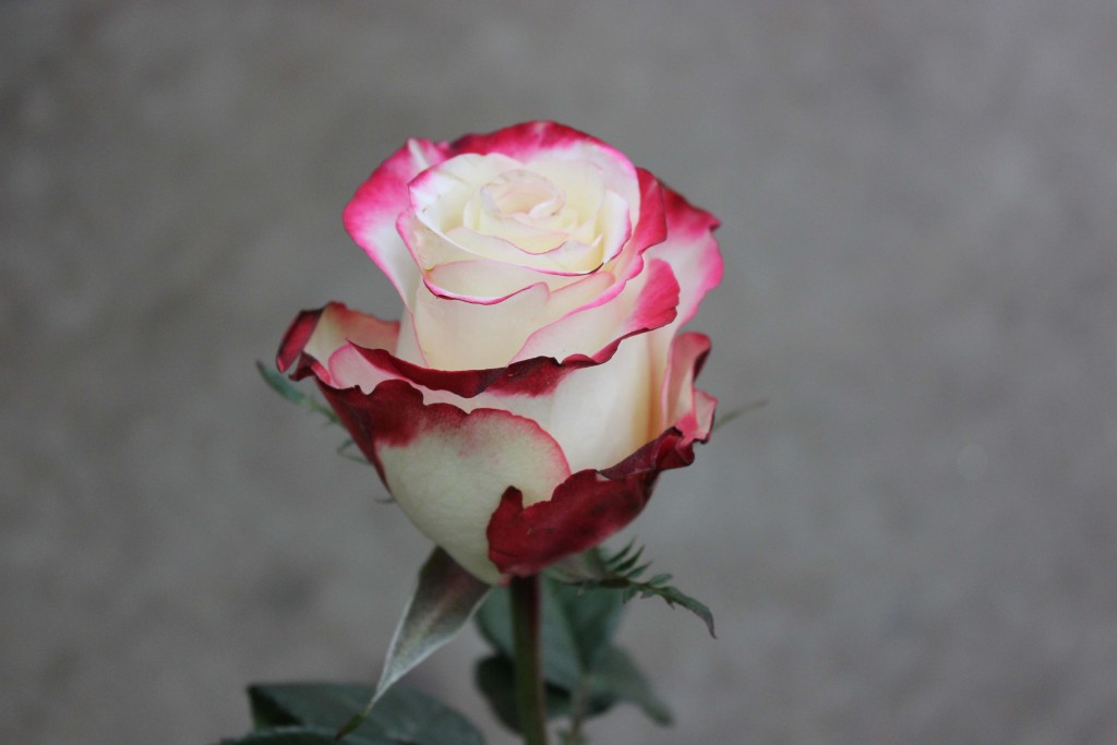 Sweetness- Side View- Photo Credit Allison Linder
