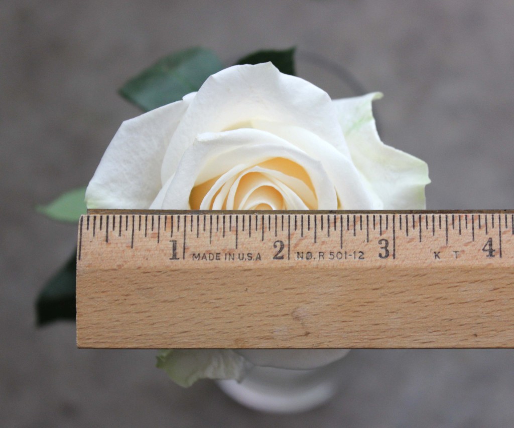 Vendela - Measured- Photo Credit Allison Linder