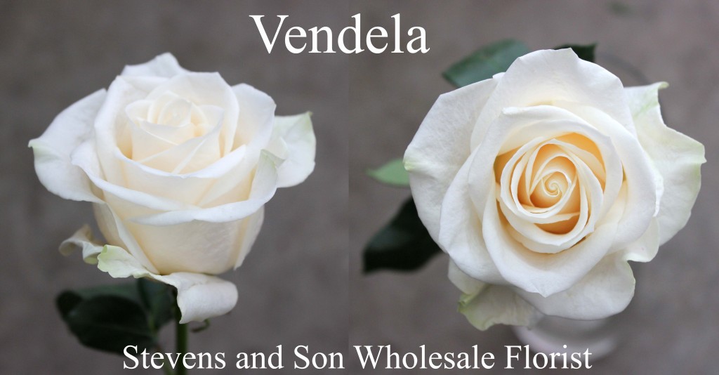 Vendela - Photo Credit Allison Linder