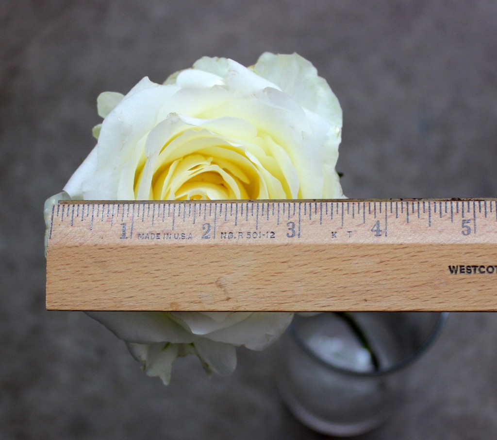 White Chocolate - Measured- Photo Credit Allison Linder