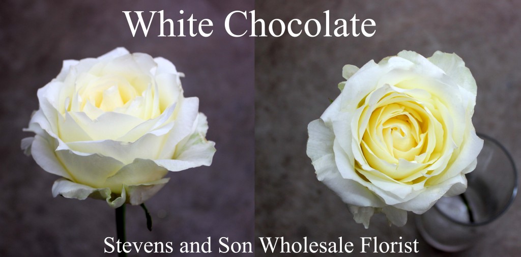 White Chocolate - Photo Credit Allison Linder