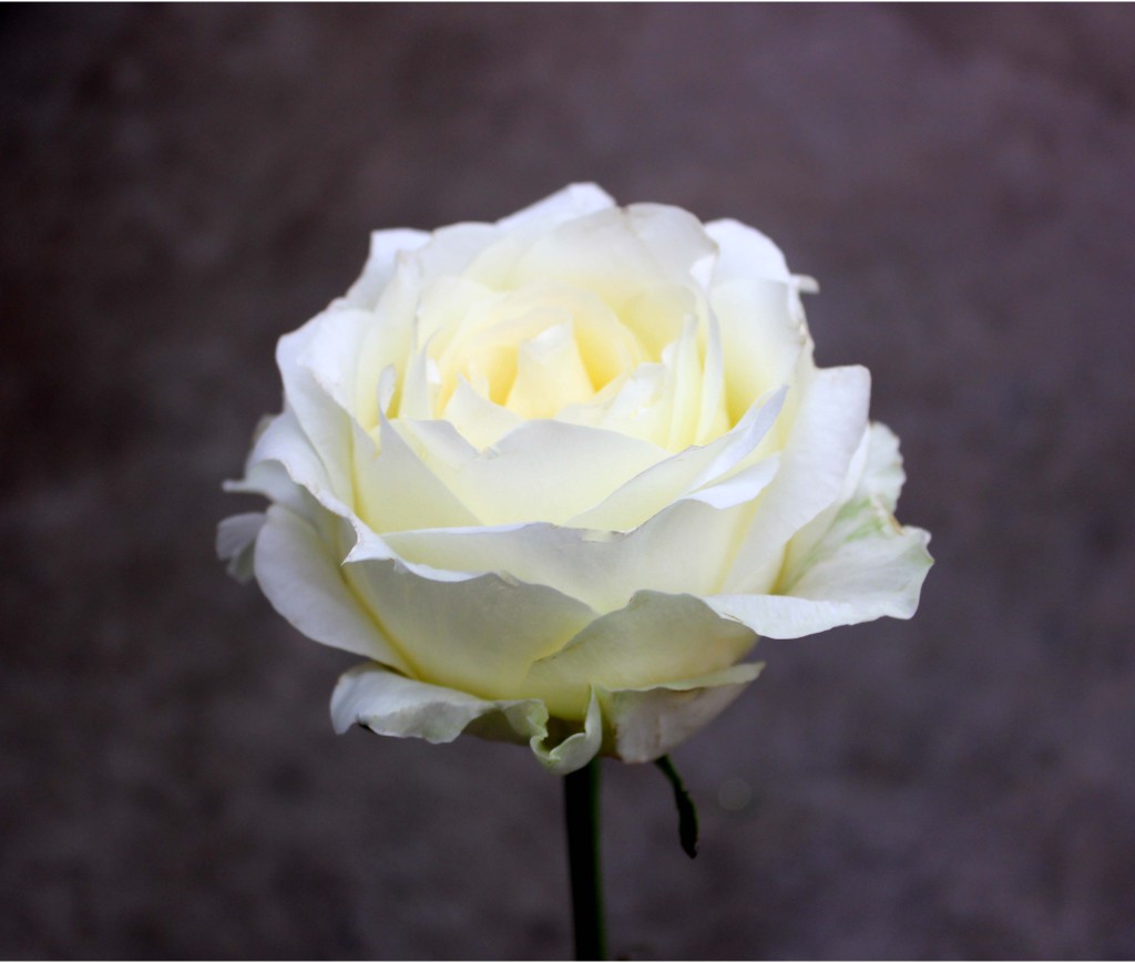White Chocolate - Side View- Photo Credit Allison Linder