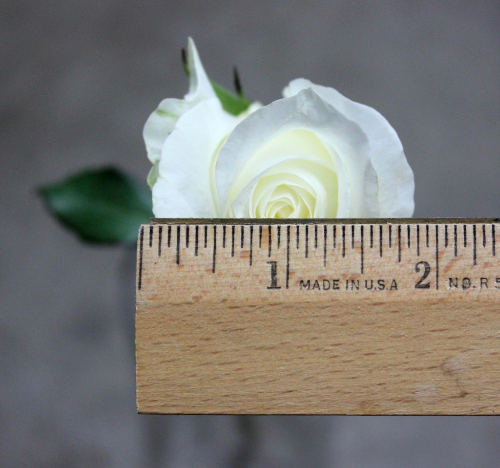Akito - Measured - Photo Credit Allison Linder