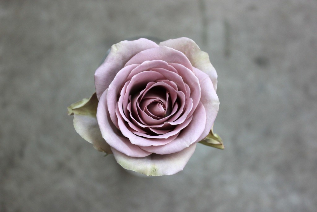 Amnesia - Aerial View - Photo Credit Allison Linder