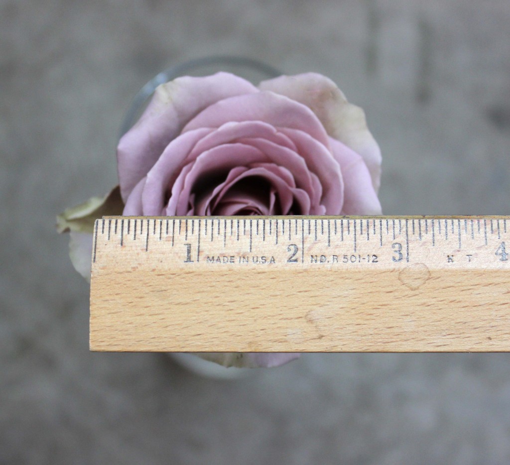 Amnesia - Measured - Photo Credit Allison Linder