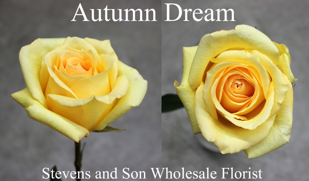 Autumn Dream - Photo Credit Allison Linder