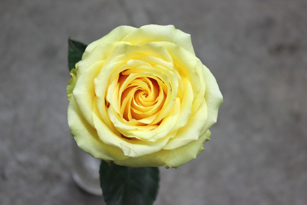 Butterscotch - Aerial View - Photo Credit Allison Linder