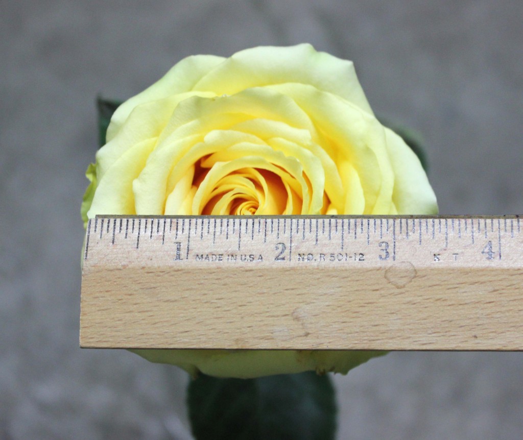 Butterscotch - Measured - Photo Credit Allison Linder