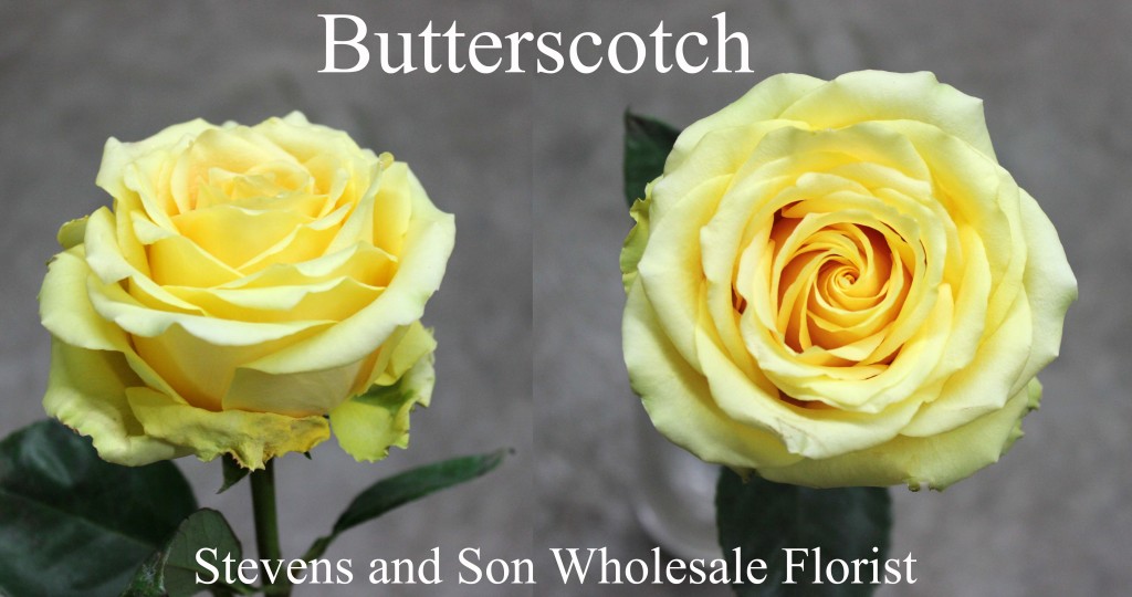 Butterscotch - Photo Credit Allison Linder