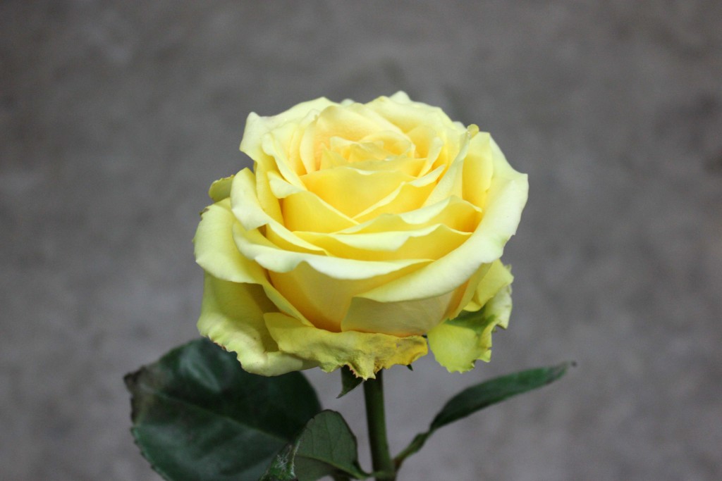 Butterscotch Stevens and Son Wholesale Florist