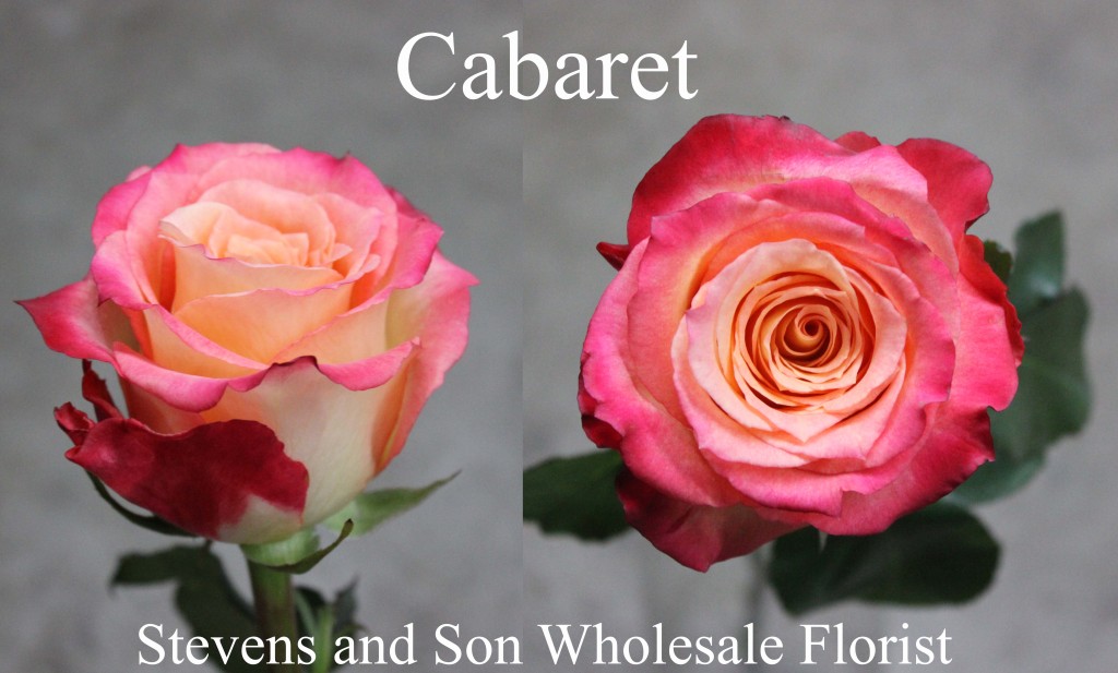 Roses Search By Name | Stevens and Son Wholesale Florist