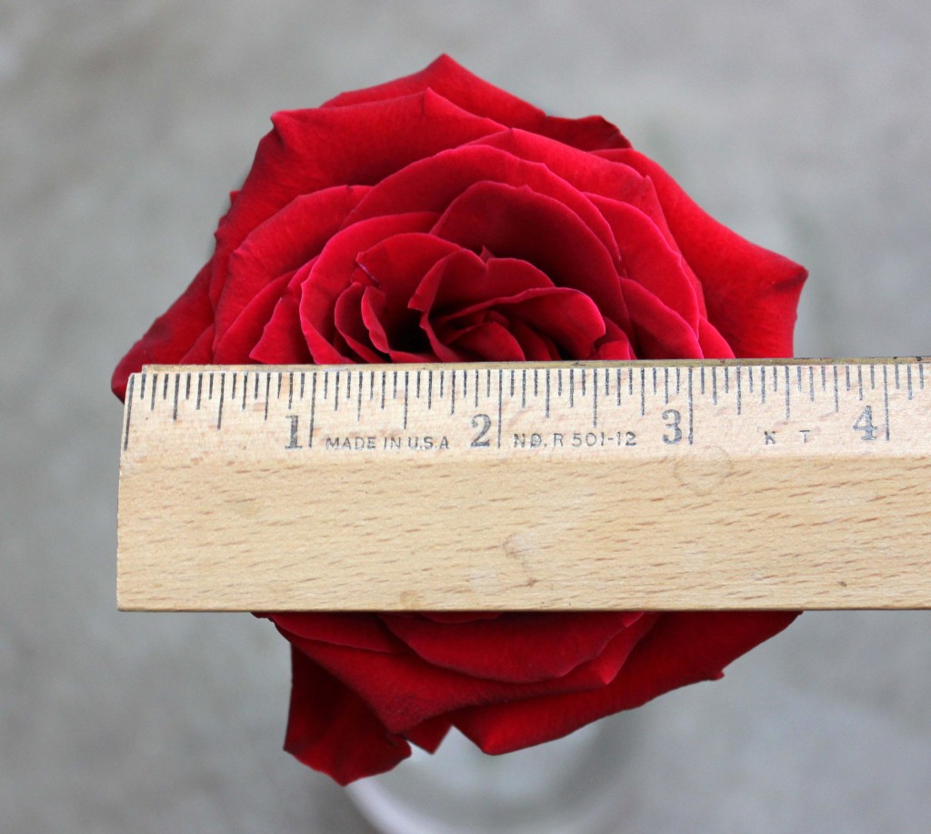 Corazon - Measured - Photo Credit Allison Linder