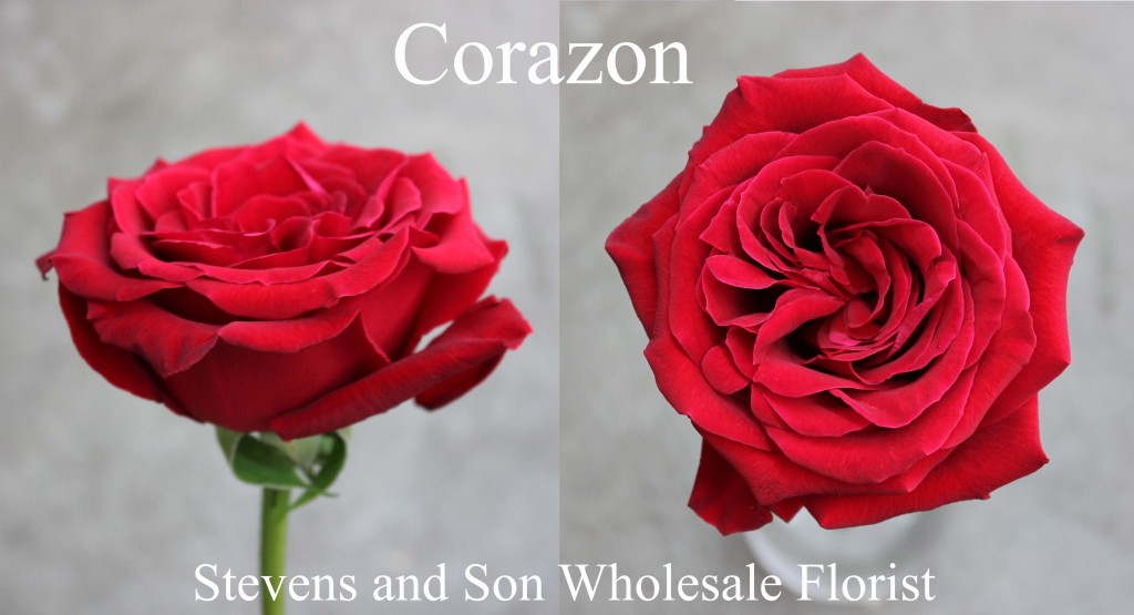 Corazon - Photo Credit Allison Linder