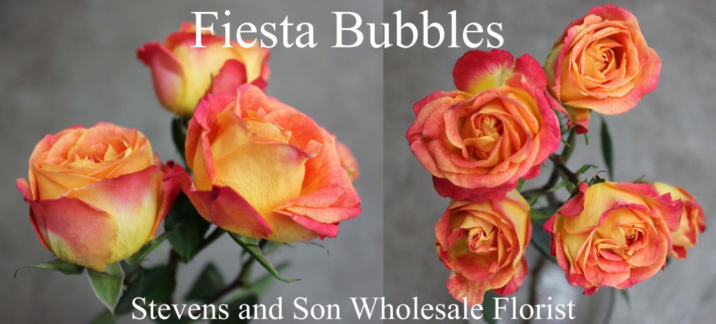 Fiesta Bubbles - Photo Credit Allison Linder