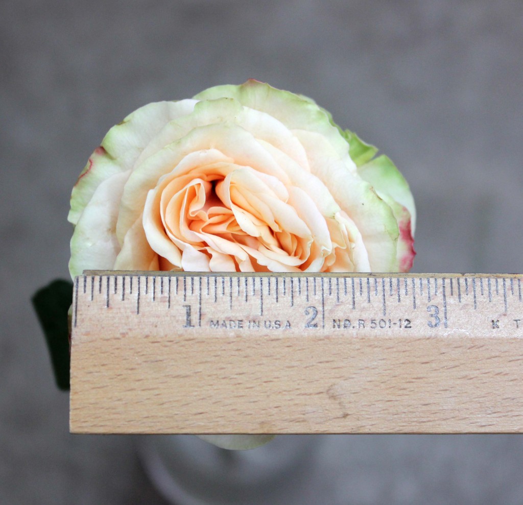 Finess - Measured - Photo Credit Allison Linder