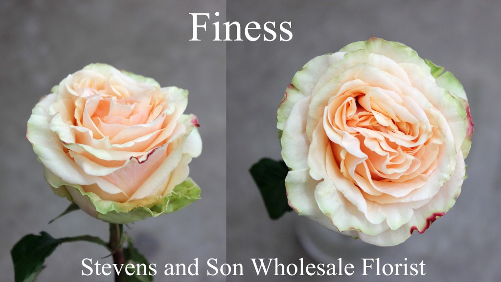 Finess - Photo Credit Allison Linder