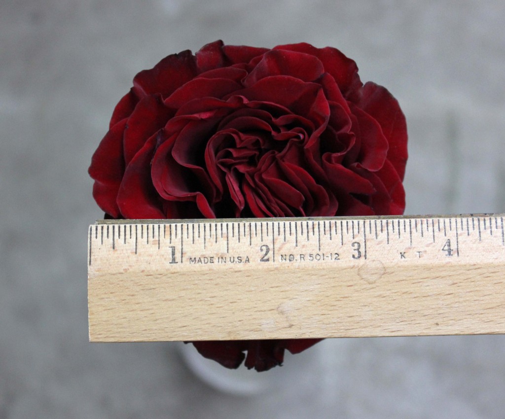 Hearts - Measured - Photo Credit Allison Linder (2)