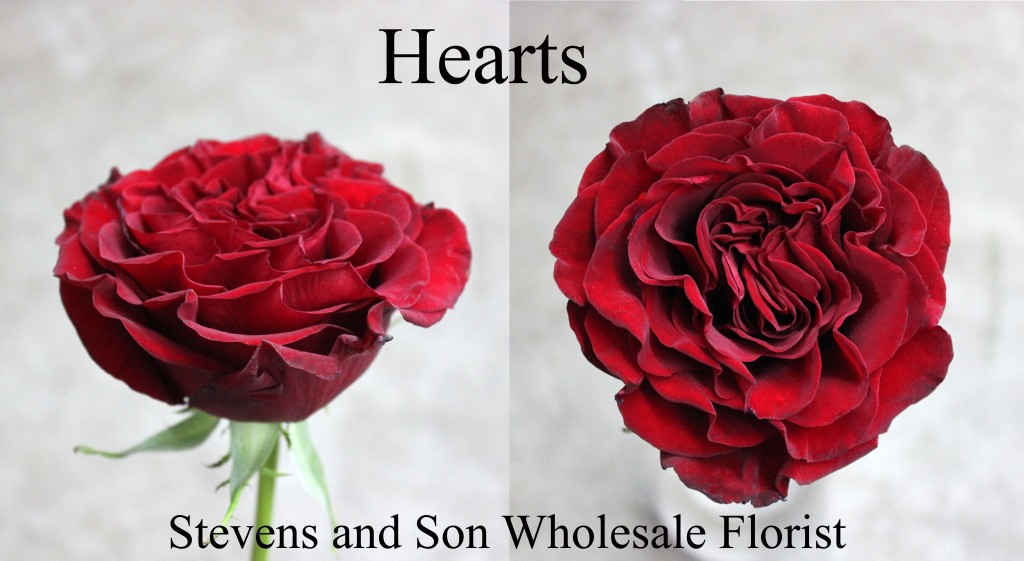 Hearts - Photo Credit Allison Linder copy
