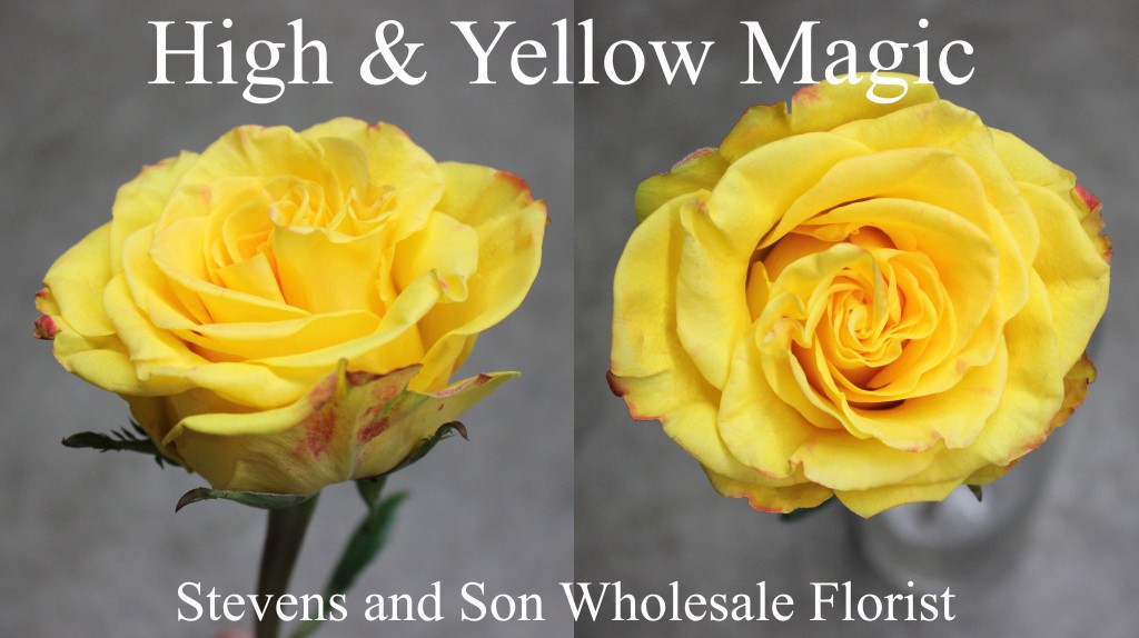 High & Yellow Magic - Photo Credit Allison Linder
