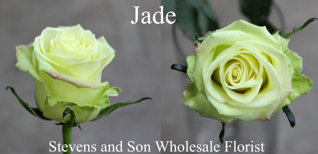 Jade - Photo Credit Allison Linder