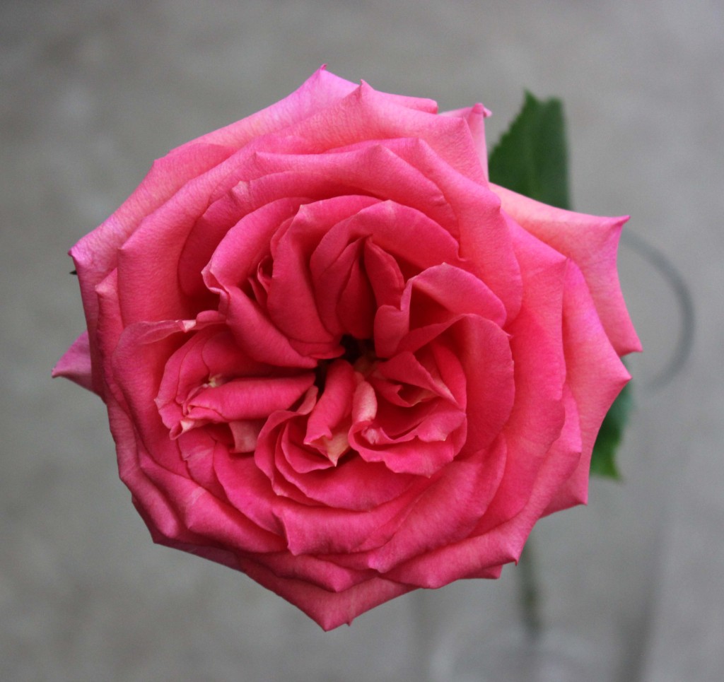 Latin Ambiance | Stevens and Son Wholesale Florist