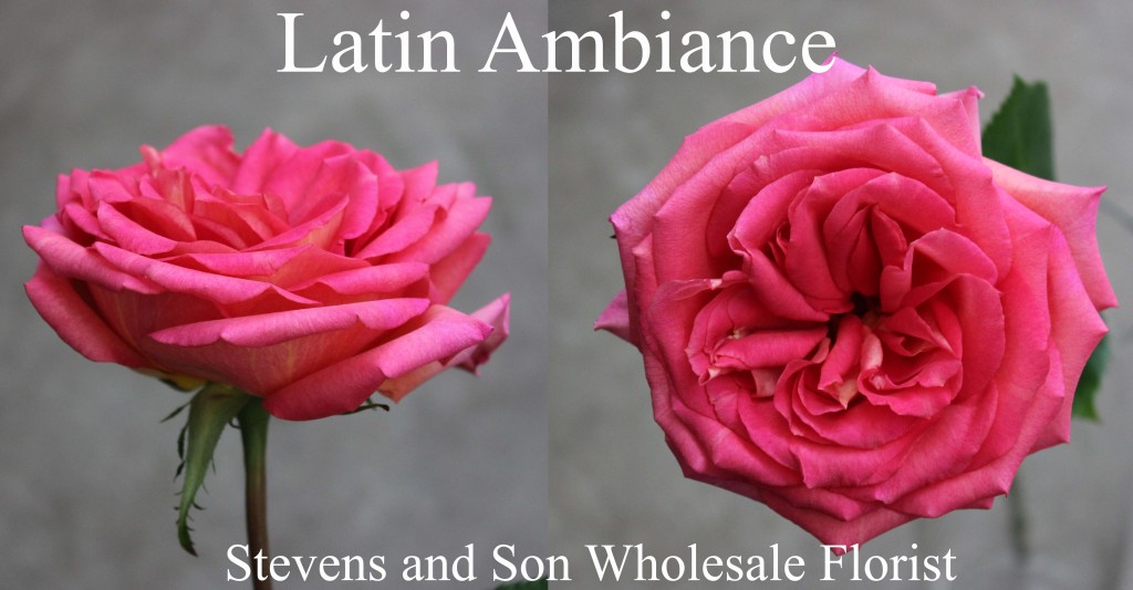 Latin Ambiance - Photo Credit Allison Linder