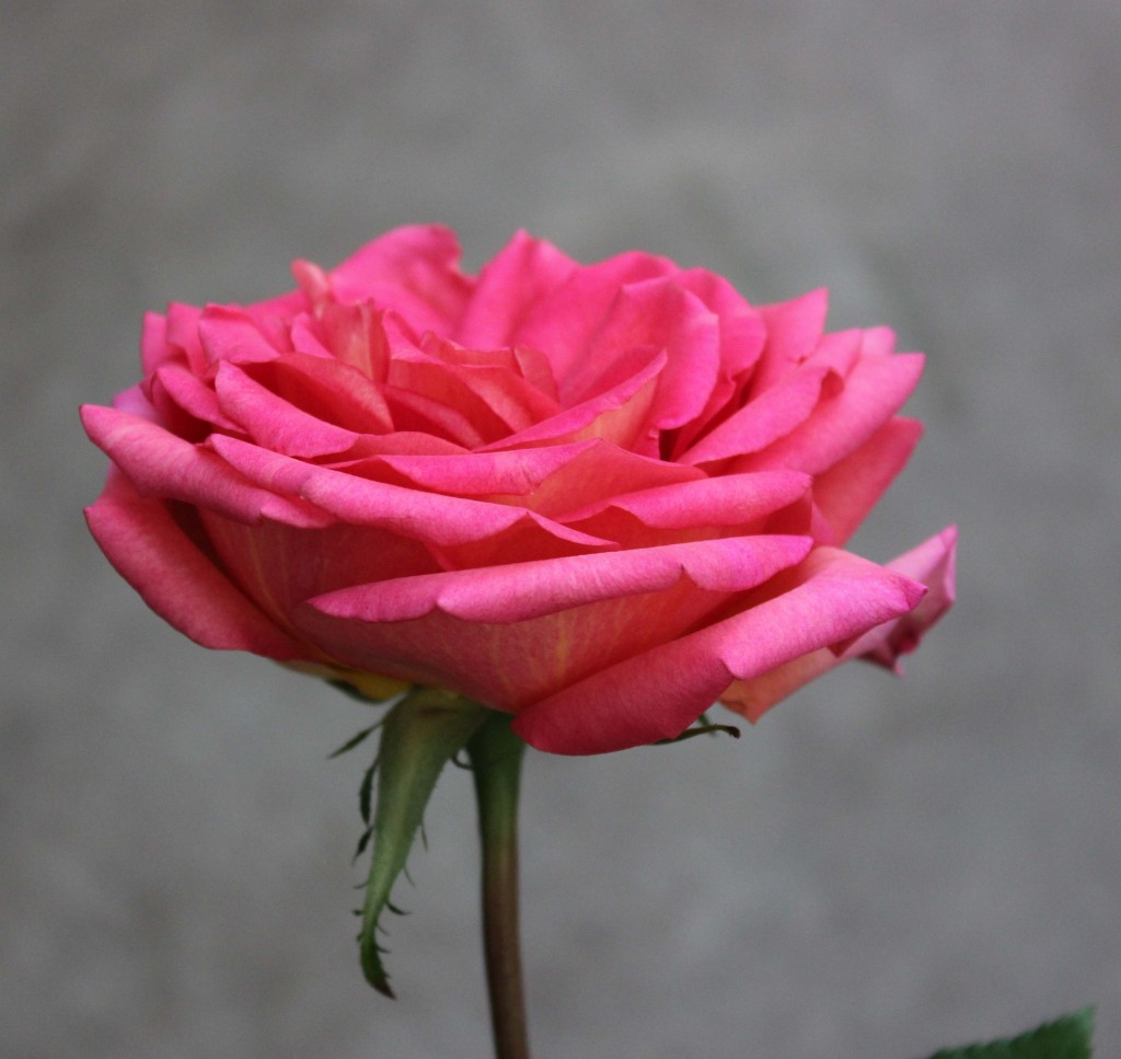 Latin Ambiance | Stevens and Son Wholesale Florist