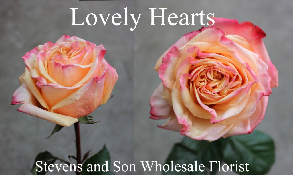 Lovely Hearts - Photo Credit Allison Linder