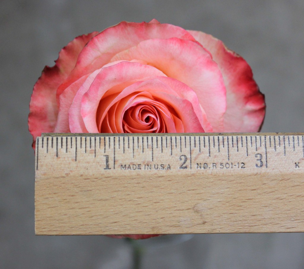Peach Aubade - Measured - Photo Credit Allison Linder