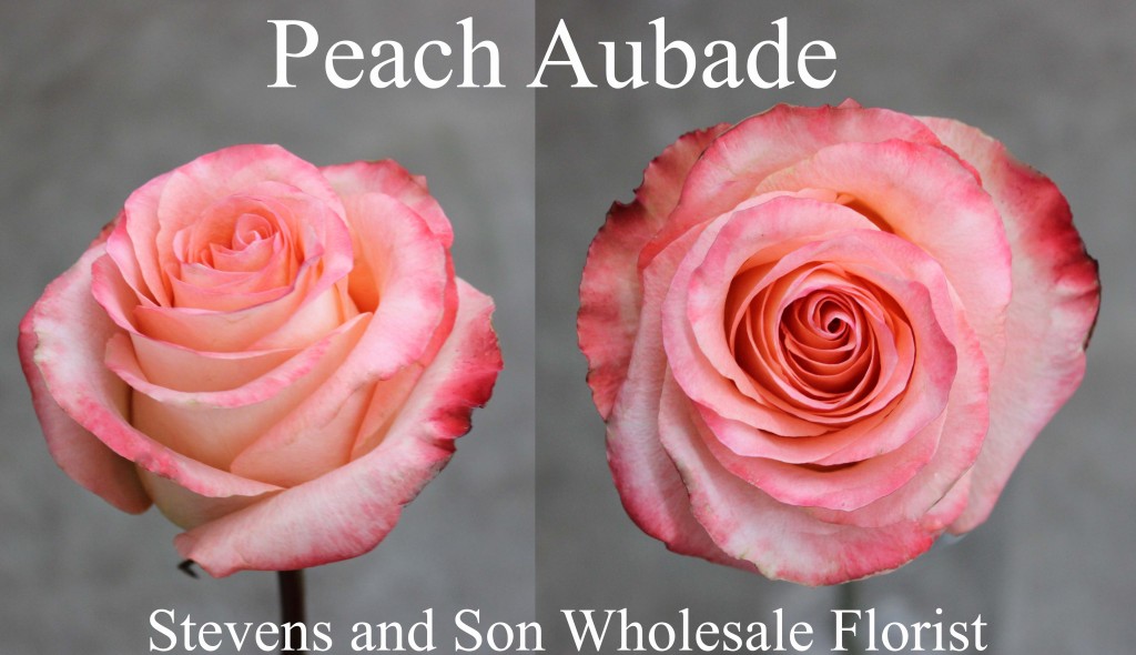 Peach Aubade - Photo Credit Allison Linder