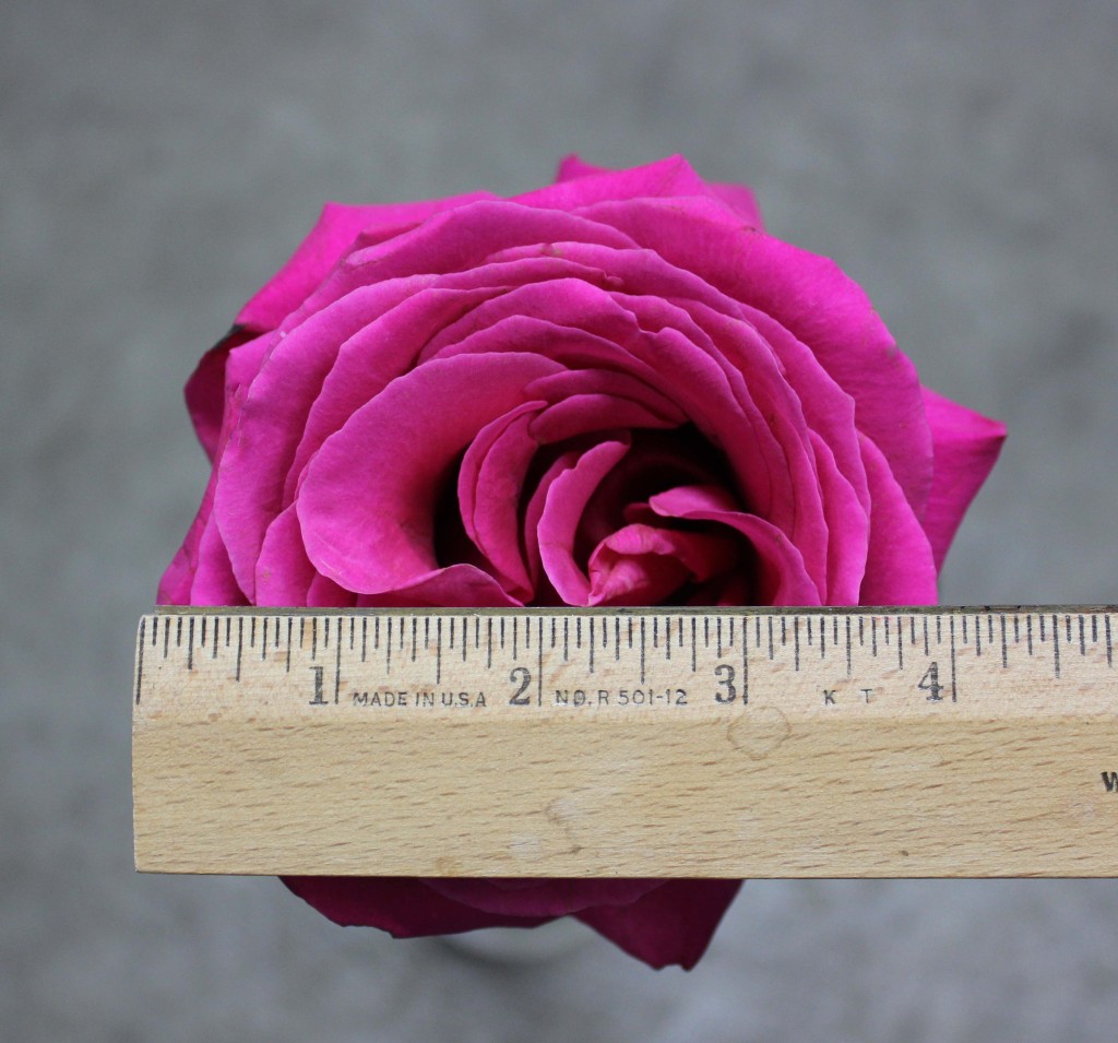 Pink Floyd - Measured - Photo Credit Allison Linder
