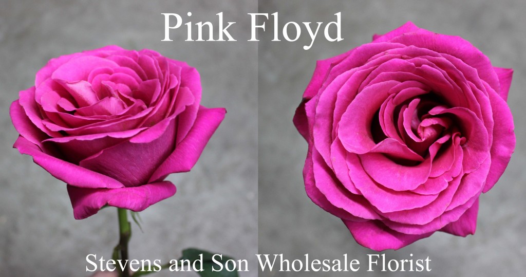 Pink Floyd - Photo Credit Allison Linder
