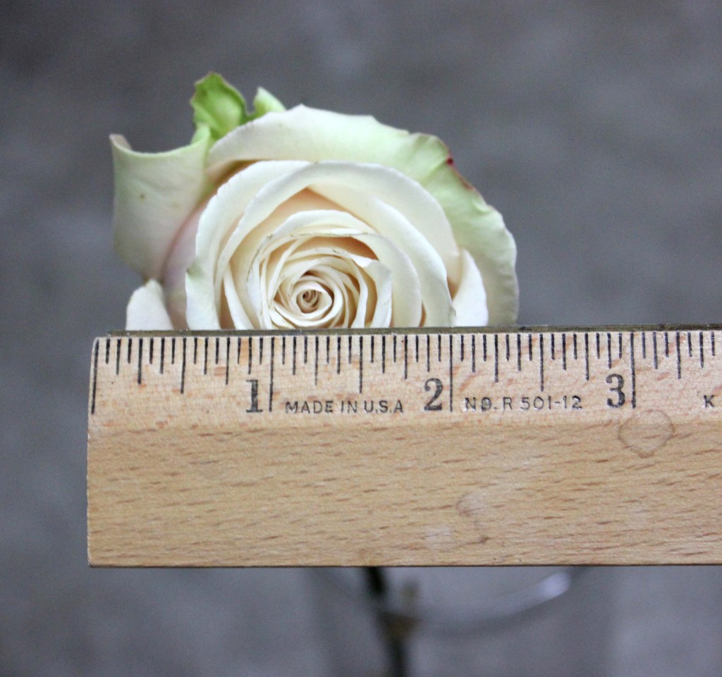 Sahara - Measured - Photo Credit Allison Linder