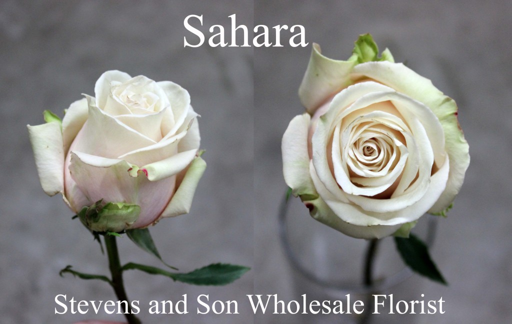 Sahara - Photo Credit Allison Linder copy